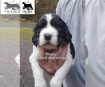 Puppy Posey English Springer Spaniel