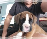 Small #7 Boxer
