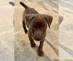Small #3 American Staffordshire Terrier Mix