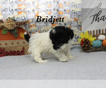 Small #17 Poodle (Toy)