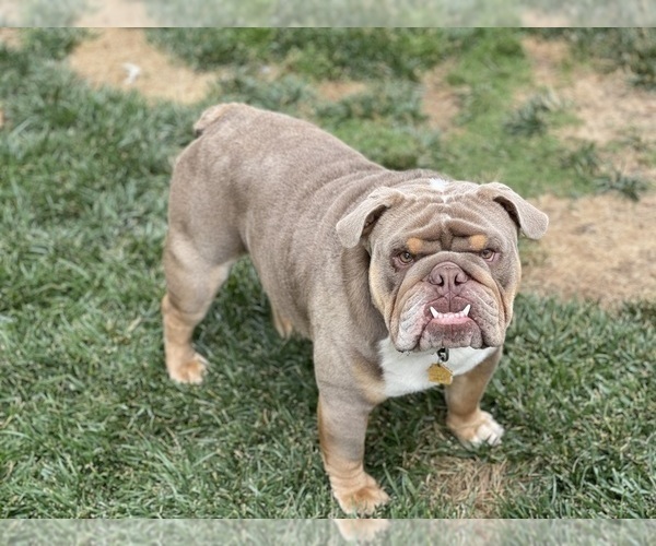 Medium Photo #1 English Bulldog Puppy For Sale in KEIZER, OR, USA