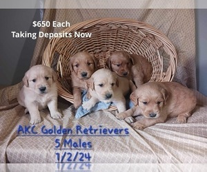 Golden Retriever Puppy for sale in TOPEKA, IN, USA