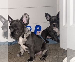 French Bulldog Puppy for sale in SAINT CHARLES, MO, USA