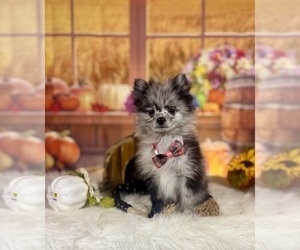 Pomeranian Puppy for Sale in RIPLEY, Mississippi USA