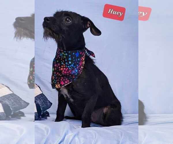 Medium Photo #6 Chihuahua-Unknown Mix Puppy For Sale in Crystal, MN, USA