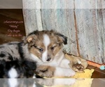 Small Photo #7 Aussie-Corgi Puppy For Sale in LIND, WA, USA