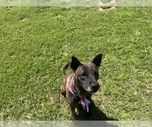 Medium Photo #1 Mutt Puppy For Sale in Tulsa, OK, USA