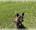 Small Mutt