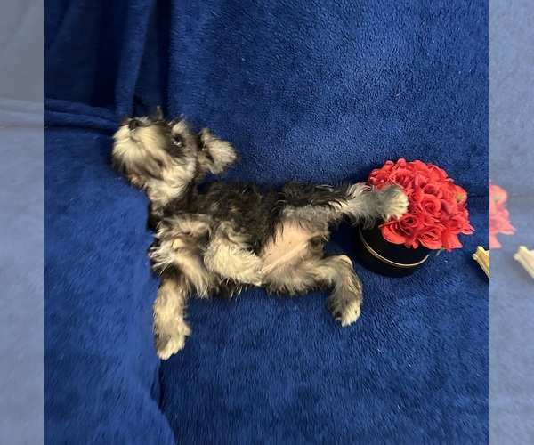 Medium Photo #46 Schnauzer (Miniature) Puppy For Sale in BRIDGETON, NJ, USA