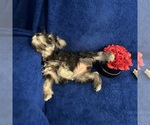 Small #45 Schnauzer (Miniature)