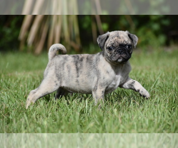 Medium Photo #4 Pug Puppy For Sale in PALM COAST, FL, USA