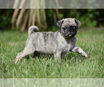 Small #3 Pug