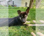 Small #1 Mutt