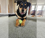 Small #1 Rottweiler Mix