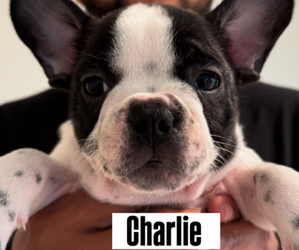 French Bulldog Puppy for sale in PALM BAY, FL, USA