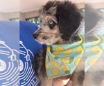 Puppy Han Aussiedoodle