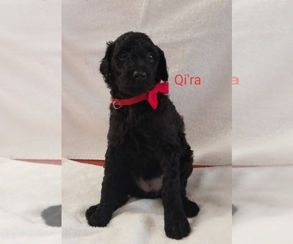 Medium Photo #4 Poodle (Standard) Puppy For Sale in LAND O LAKES, FL, USA