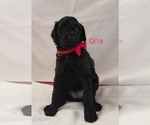 Small Photo #4 Poodle (Standard) Puppy For Sale in LAND O LAKES, FL, USA