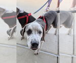 Small #2 American Pit Bull Terrier Mix