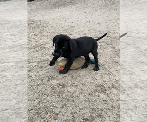 Labrador Retriever Puppy for Sale in LINCOLN, Nebraska USA