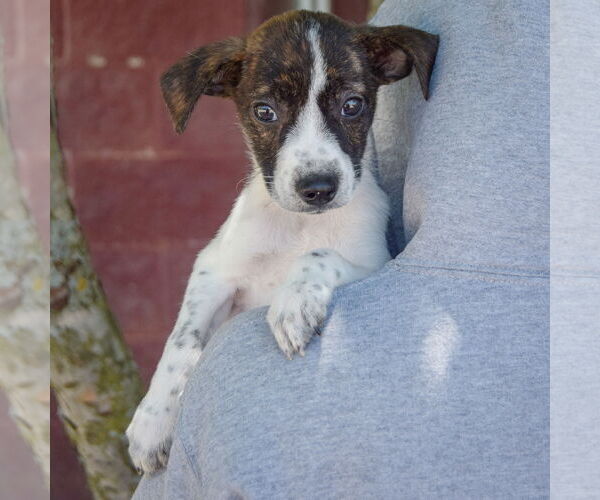Medium Photo #5 Australian Shepherd-Unknown Mix Puppy For Sale in Huntley, IL, USA