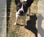 Small Photo #6 Boston Terrier Puppy For Sale in Jackson, MS, USA