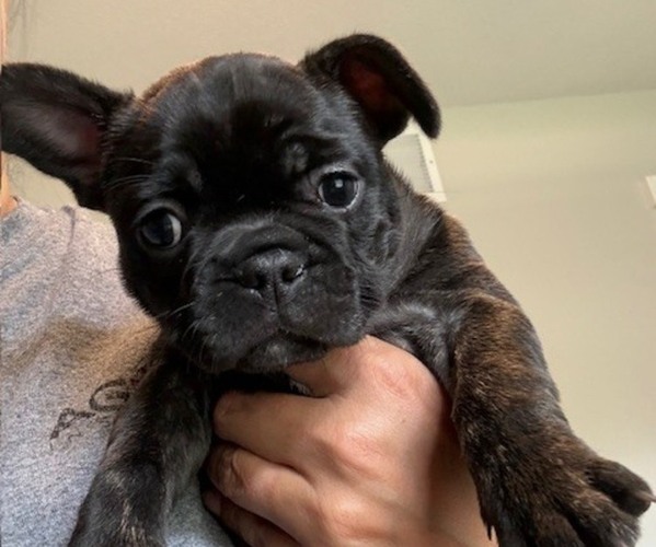 Medium Photo #8 Faux Frenchbo Bulldog-French Bulldog Mix Puppy For Sale in MOUNDRIDGE, KS, USA