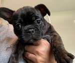 Small #7 Faux Frenchbo Bulldog-French Bulldog Mix