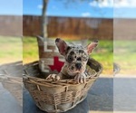 Small Photo #8 French Bulldog Puppy For Sale in PEARLAND, TX, USA