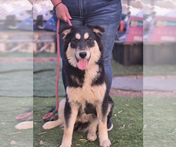 Medium Photo #2 German Shepherd Dog-Huskies  Mix Puppy For Sale in Chandler, AZ, USA