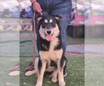 Small #1 German Shepherd Dog-Huskies  Mix