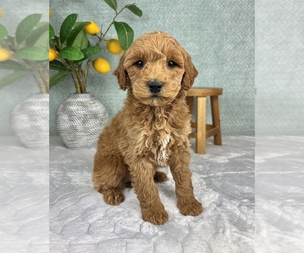 Medium Photo #7 Goldendoodle (Miniature) Puppy For Sale in FRANKLIN, IN, USA