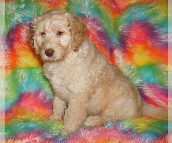 Medium Photo #1 Labradoodle mix (+ Poodle Standard) Puppy For Sale in LA HABRA, CA, USA