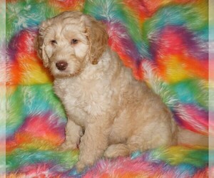 Labradoodle mix (+ Poodle Standard) Puppy for sale in LA HABRA, CA, USA