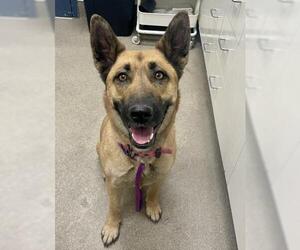 Mutt Dogs for adoption in HESPERIA, CA, USA