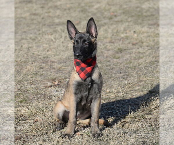 Medium Photo #6 Mutt Puppy For Sale in Gretna, NE, USA