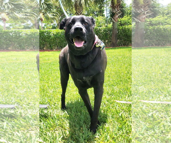 Medium Photo #1 Labrador Retriever-Unknown Mix Puppy For Sale in Royal Palm Beach, FL, USA