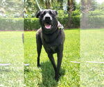 Small Labrador Retriever Mix