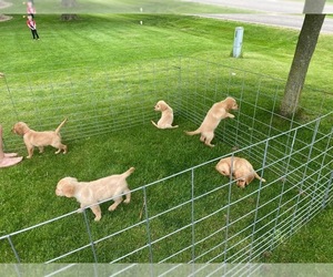 Golden Retriever Puppy for sale in FLANAGAN, IL, USA
