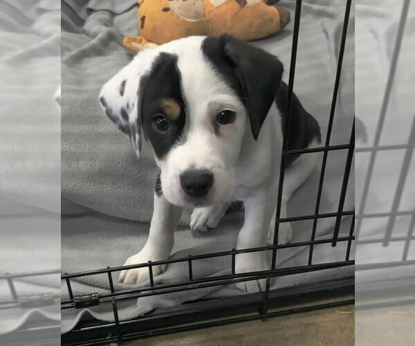 Medium Photo #2 Beagle-Unknown Mix Puppy For Sale in House Springs, MO, USA
