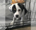 Small #1 Beagle Mix