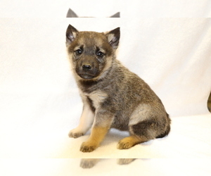 Norwegian Elkhound Puppy for sale in SHILOH, OH, USA