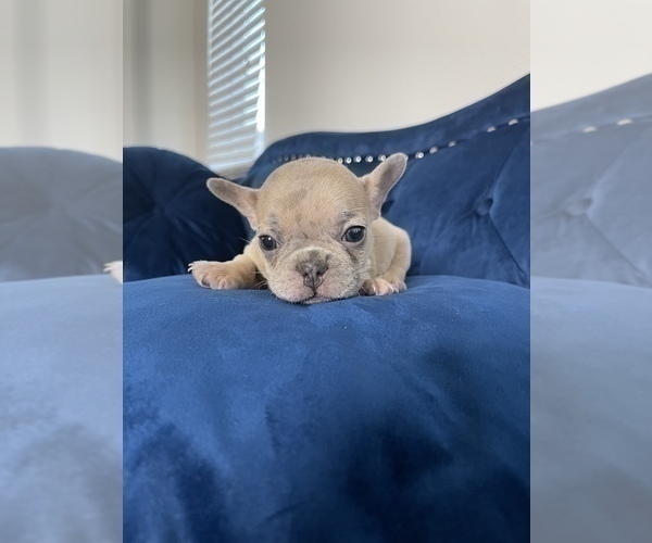 Medium Photo #28 French Bulldog Puppy For Sale in EMPIRE STATE, NY, USA