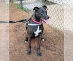 Small #5 Labrador Retriever Mix