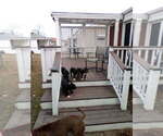Small #4 American Bully