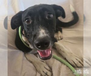 Labrador Retriever-Retriever Mix Dogs for adoption in Washington, DC, USA