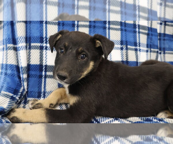 Medium Photo #3 German Shepherd Dog-Unknown Mix Puppy For Sale in Minneapolis, MN, USA