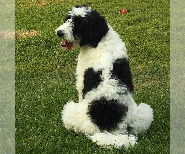 Medium Photo #1 Miniature Bernedoodle Puppy For Sale in ROY, UT, USA