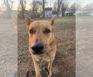 Newton - Male Mutt Dog for Adoption - Photo #8