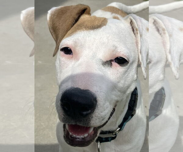 Medium Photo #1 American Bulldog-Unknown Mix Puppy For Sale in Davis, CA, USA